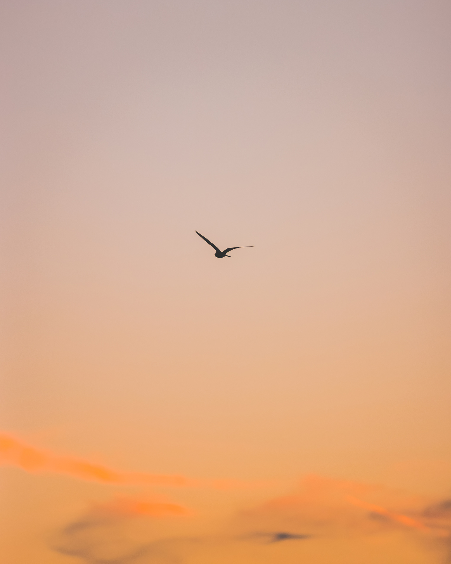 Bird Flying in the Afternoon Sky